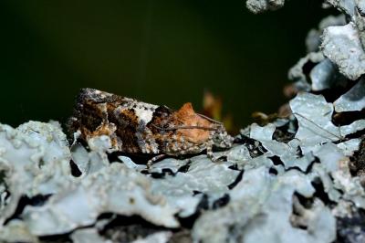 <i>Eudemis profundana</i>
