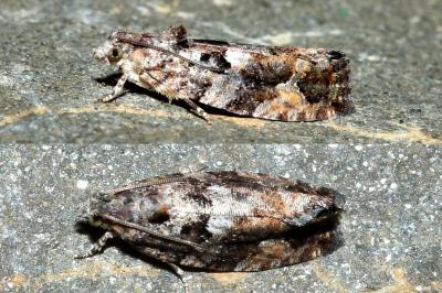 <i>Eudemis profundana</i>