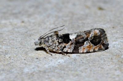 <i>Eudemis profundana</i>