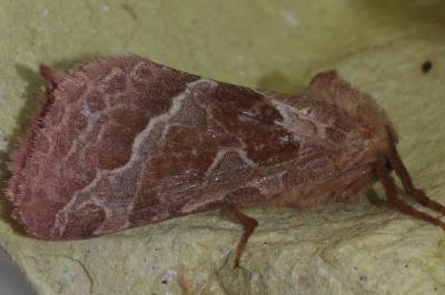 <i>Triodia sylvina</i>