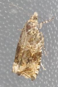 <i>Celypha lacunana</i>