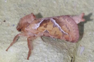 <i>Triodia sylvina</i>