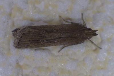 <i>Helcystogramma triannulella</i>