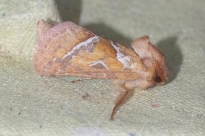 <i>Triodia sylvina</i>