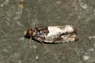 <i>Gypsonoma dealbana</i>