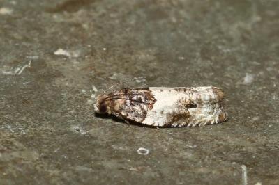 <i>Gypsonoma dealbana</i>
