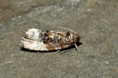 <i>Hedya nubiferana</i>