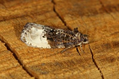 <i>Hedya nubiferana</i>