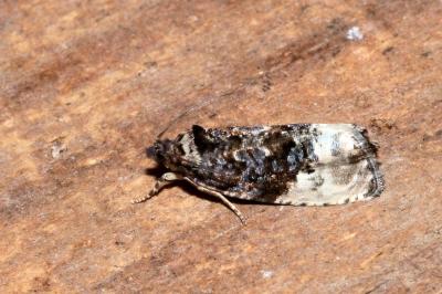 <i>Hedya nubiferana</i>