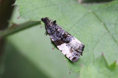 <i>Hedya pruniana</i>