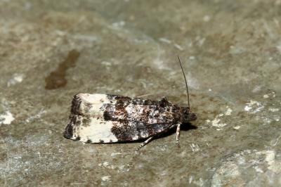<i>Hedya pruniana</i>