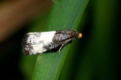 <i>Notocelia cynosbatella</i>