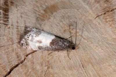 <i>Notocelia cynosbatella</i>