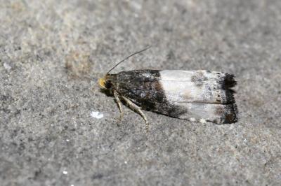 <i>Notocelia cynosbatella</i>