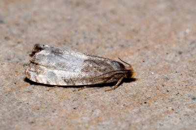 <i>Notocelia cynosbatella</i>