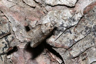 <i>Tortricodes alternella</i>