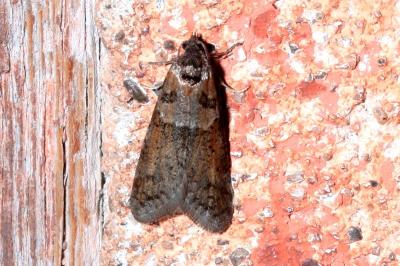 <i>Tortricodes alternella</i>