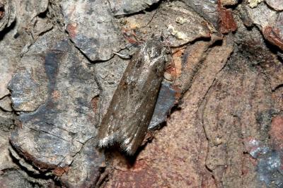 <i>Tortricodes alternella</i>