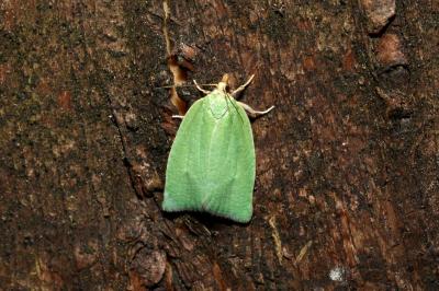 <i>Tortrix viridana</i>