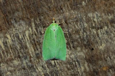 <i>Tortrix viridana</i>