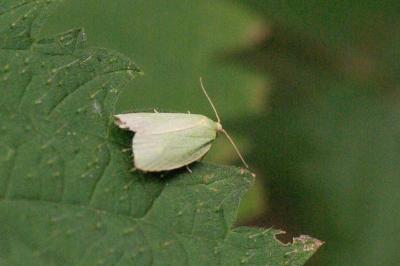 <i>Tortrix viridana</i>