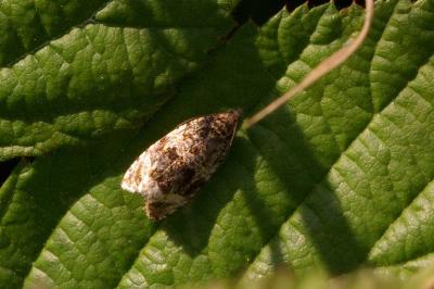 <i>Orthotaenia undulana</i>