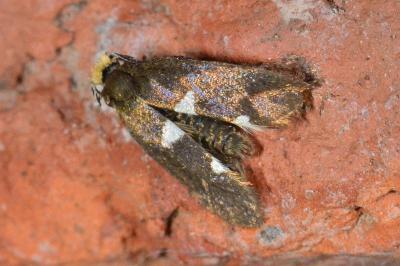 <i>Incurvaria masculella</i>