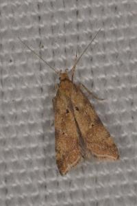 <i>Brachmia blandella</i>