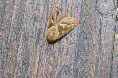 <i>Triodia sylvina</i>