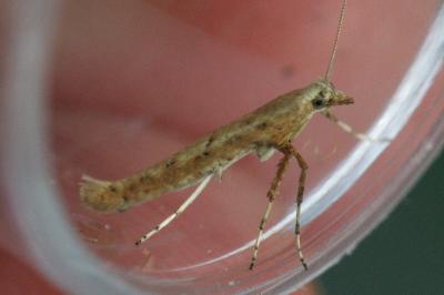 <i>Povolnya leucapennella</i>