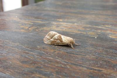 <i>Triodia sylvina</i>