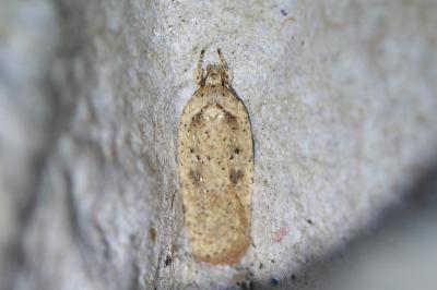 Agonopterix