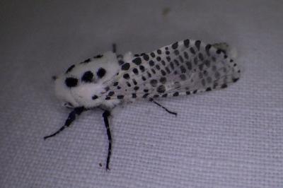 <i>Zeuzera pyrina</i>