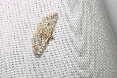 <i>Alucita zonodactyla</i>