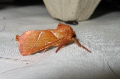 <i>Triodia sylvina</i>
