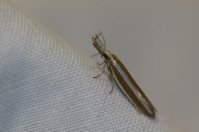<i>Pleurota aristella</i>