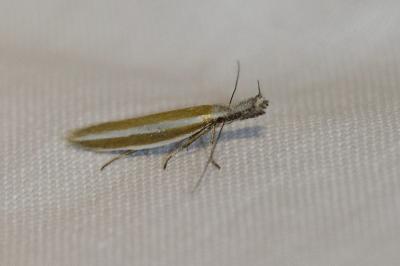 <i>Pleurota aristella</i>