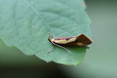 <i>Harpella forficella</i>