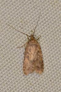 <i>Agonopterix</i>