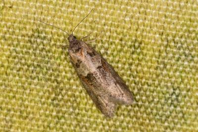 <i>Tortricodes alternella</i>