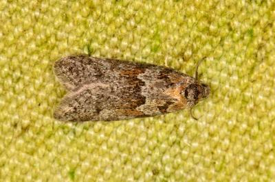<i>Tortricodes alternella</i>