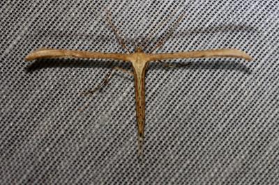 <i>Emmelina monodactyla</i>