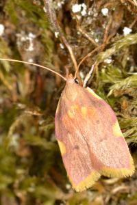 <i>Carcina quercana</i>