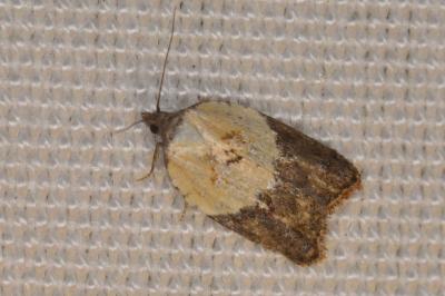 <i>Acleris variegana</i>