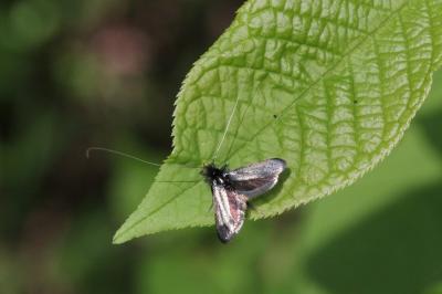 <i>Adela reaumurella</i>