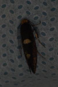 <i>Incurvaria masculella</i>
