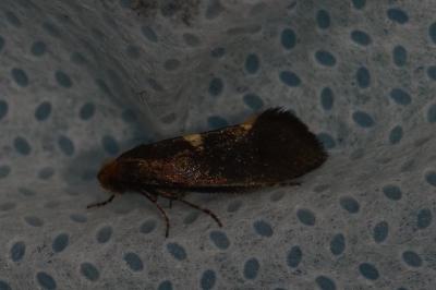 <i>Incurvaria masculella</i>