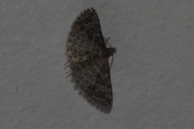 <i>Alucita huebneri</i>