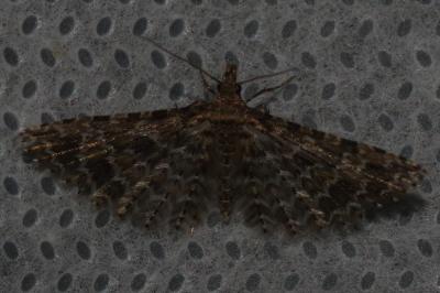 <i>Alucita huebneri</i>