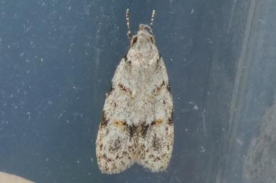<i>Symmoca signatella</i>